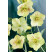 Helleborus orientalis 'Yellow Lady' / Čemerica východná, K9
