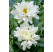 Leucanthemum x maximum ´Victorian Secret´ / Margaréta, C1,5
