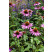 Echinacea purpurea ´Primadonna Deep Rose´/ Rudbekia purpurová, C1,5