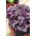 Heuchera 'Midnight Rose' / Heuchera, K11