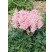 Astilbe arendsii ´Sister Theresa´ / Astilba, K9 