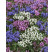 Prunella grandiflora ´Alba´ / Prunela, K9