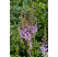 Astilbe chinensis var. pumila / Astilba čínska fialovoružová, C1,5