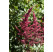 Astilbe japonica 'Red Sentinel' / Astilba japonská, K9