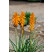 Kniphofia 'Mango Popsicle®' / Fakľovka , K11