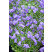 Campanula cochlearifolia ´Baby Blue´ / Zvonček maličký modrý, C1,5