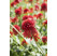 Echinacea purpurea 'Hot Papaya'® / Echinacea purpurová, C2