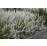 Lavandula angustifolia ´Edelweis´ / Levanduľa úzkolistá, K9