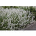 Lavandula angustifolia ´Edelweis´ / Levanduľa úzkolistá, K9