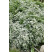 Aster ericoides 'Snowflurry' / Astra vresovcovitá ´Snehová prehánka´, K9