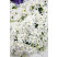 Campanula cochlearifolia ´Baby White´ / Zvonček maličký biely, C1,5