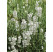 Lavandula angustifolia ´Sentivia® Silver´ / Levanduľa úzkolistá, K9