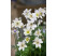 Anemone multifida Annabella White / Veternica, K9