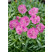 Dianthus gratianopolitanus ´Pink Jewel´  , C1
