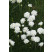 Armeria maritima Armada White / Trávnička prímorská, C1,5