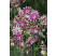 Aquilegia vulgaris Nora Barlow / Orlíček obyčajný, K9
