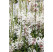 Gaura lindheimeri 'Cool Breeze' / Gaura, K9