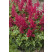 Astilbe japonica 'Red Sentinel' / Astilba japonská, K9