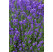 Lavandula angustifolia ´Munstead´ / Levanduľa lekárska, K9