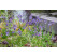 Iris sibirica / Kosatec sibírsky, K9