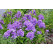 Phlox paniculata 'Blue Paradise' / Flox metlinatý, K14