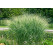 Panicum virgatum 'Cloud Nine' / Proso prútnaté, K9