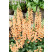 Digitalis purpurea 'Dalmatian F1 Peach' / Náprstník purpurový, C1