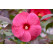 Hibiscus moscheutos ´Carousel® Pink Passion´ / Ibištek bahenný veľkokvetý ružový, C1