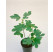 Ficus carica ´Little Miss Figgy´ / Zakrpatený figovník, 30-40 cm, K12
