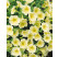Petunia Surfinia® ´Yellow Kitatsu´ / Petúnia žltá kompakt., bal. 6 ks, 6x K7
