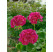 Pelargonium zonale ´pac®Flower Fairy® Berry´ / Muškát krúžkovaný, bal. 3 ks, 3x K7