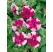 Petunia Tumbelina ´Cherry Ripple´ / Petúnia ružovobiela plná, K7