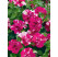 Petunia Tumbelina ´Cherry Ripple´ / Petúnia ružovobiela plná, bal. 3 ks, 3xK7