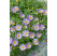 Brachyscome ´Brasco Violet´ / Bachyscome, K7