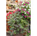 Ipomoea ´Papas Red´® / Ipomea červená, bal. 3 ks, 3x K7