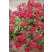 Pelargonium peltatum ´Evka´ / Muškát previslý červený, bal. 6 ks, 6x K7