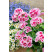 Pelargonium zonale ´pac®Flower Fairy® White Splash´ / Muškát krúžkovaný, bal. 3 ks, 3x K7