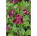 Pelargonium grandiflorum ´Aristo Beauty´ / Muškát veľkokvetý červený, K7