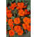 Impatiens ´New Guinea Orange´ / Netýkavka oranžová, bal. 3 ks, 3x K7