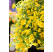 Calibrachoa Calipetite® Yellow Impr. / Mnohokvetá petúnia, bal. 6 ks, 6x K7