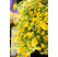 Calibrachoa Calipetite® ´Yellow Impr.´ / Mnohokvetá petúnia, bal. 6 ks sadbovačov
