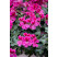 Pelargonium pelt. ´pac®HappyFace® Magenta´ / Muškát,K7