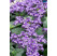 Heliotropium ´Helios® Blue´ / Otočník, K7
