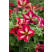 Petunia ´Crazytunia® Mandeville´ / Petúnia, bal. 6 ks sadbovačov