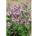 Pelargonium crispum ´pac®Angeleyes® Randy´ / Muškát anglický, bal. 6 ks, 6xK7