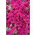 Petunia Surfinia® ´Purple´ / Petúnia cyklámenová jednod., bal. 3 ks, 3x K7