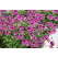 Pelargonium crispum ´pac® Angeleyes® Blueberry´ / Muškát anglický, bal. 3 ks, 3x K7