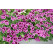 Pelargonium crispum ´pac® Angeleyes® Blueberry´ / Muškát anglický, bal. 3 ks, 3x K7