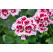 Pelargonium zonale ´pac®Flower Fairy® White Splash´ / Muškát krúžkovaný, K7