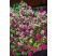 Petunia ´Supertunia® Raspberry Blast´ / Petúnia, bal. 6 ks sadbovačov